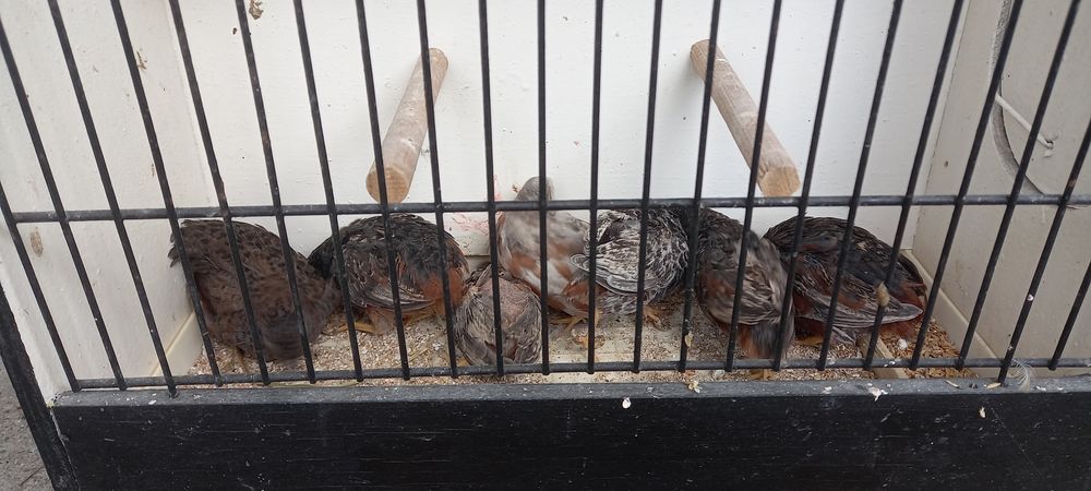 Cailles de chine m&acirc;les 6 59310 Auchy-lez-orchies