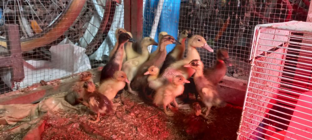 Coureur indien 10 59310 Auchy-lez-orchies