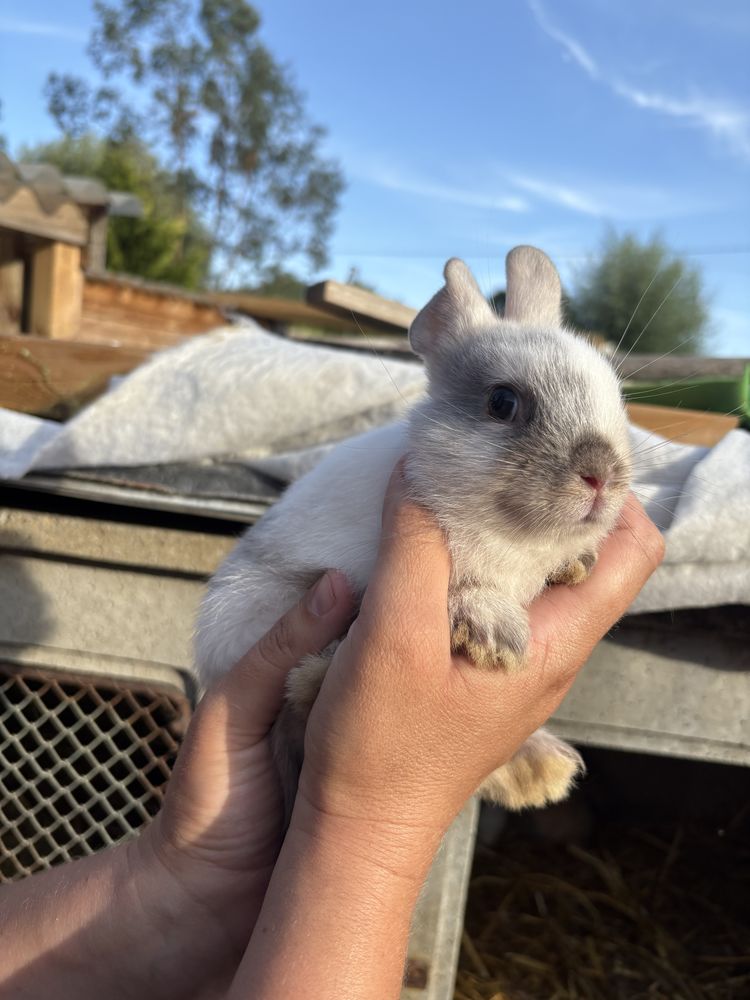 Lapin nain 30 28260 Anet