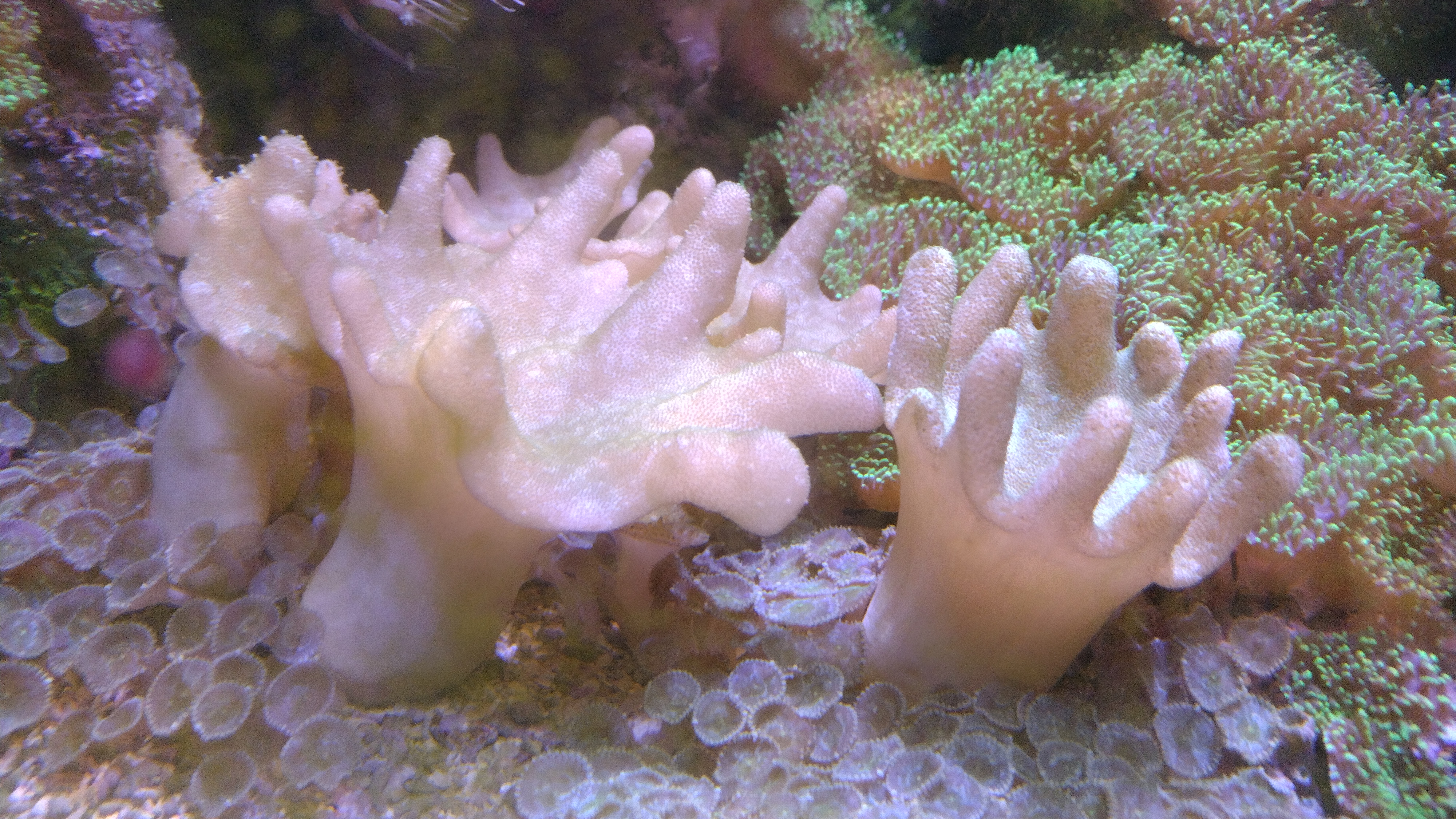  sarcophyton 15 49150 Baug�