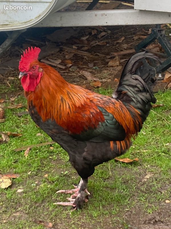 Coq Marans et Coq Araucana x Marans 25 38260 Faramans