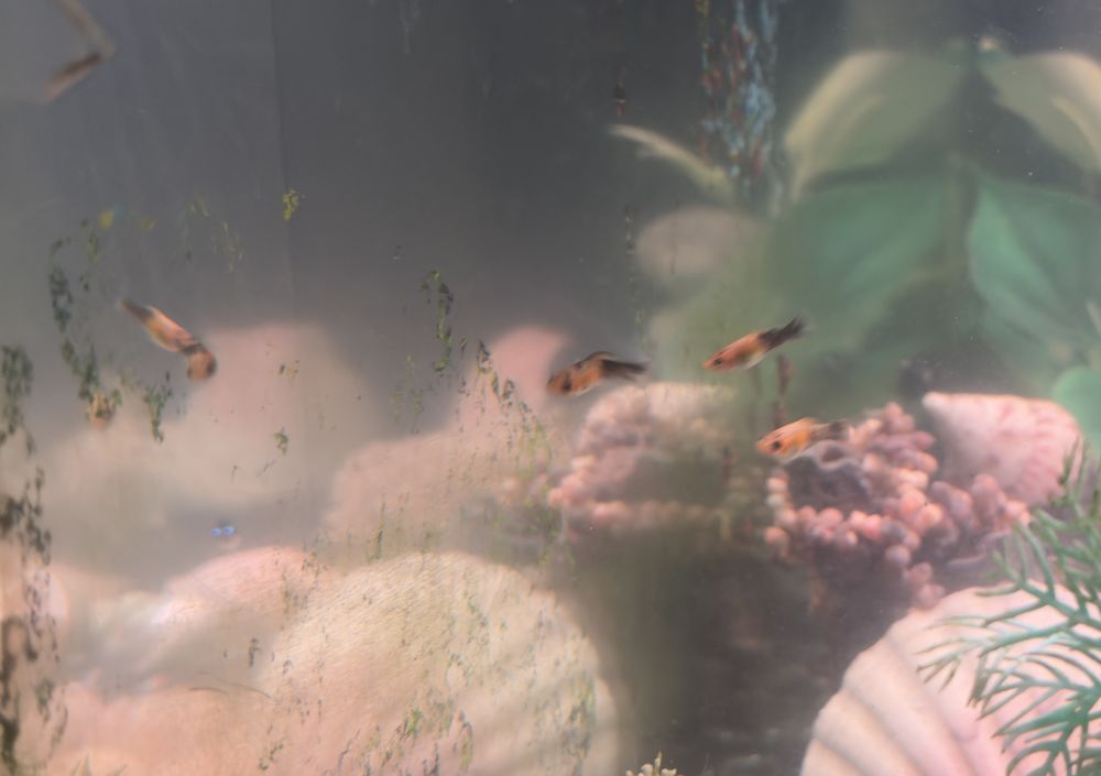 Jeunes Mollys femelles 1 56880 Ploeren