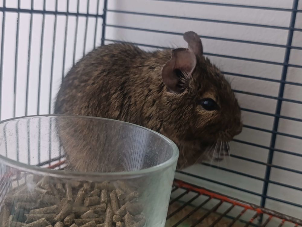 OCTODON FEMELLE 0 38200 Vienne