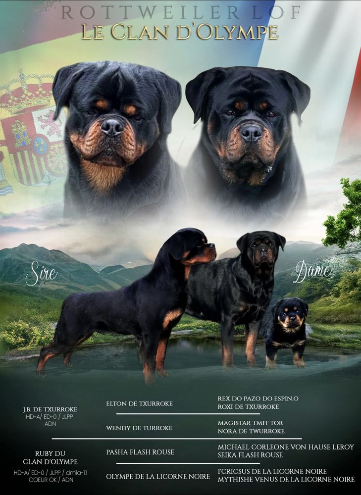 ROTTWEILER LOF gros gabarit 1800 31150 Lespinasse