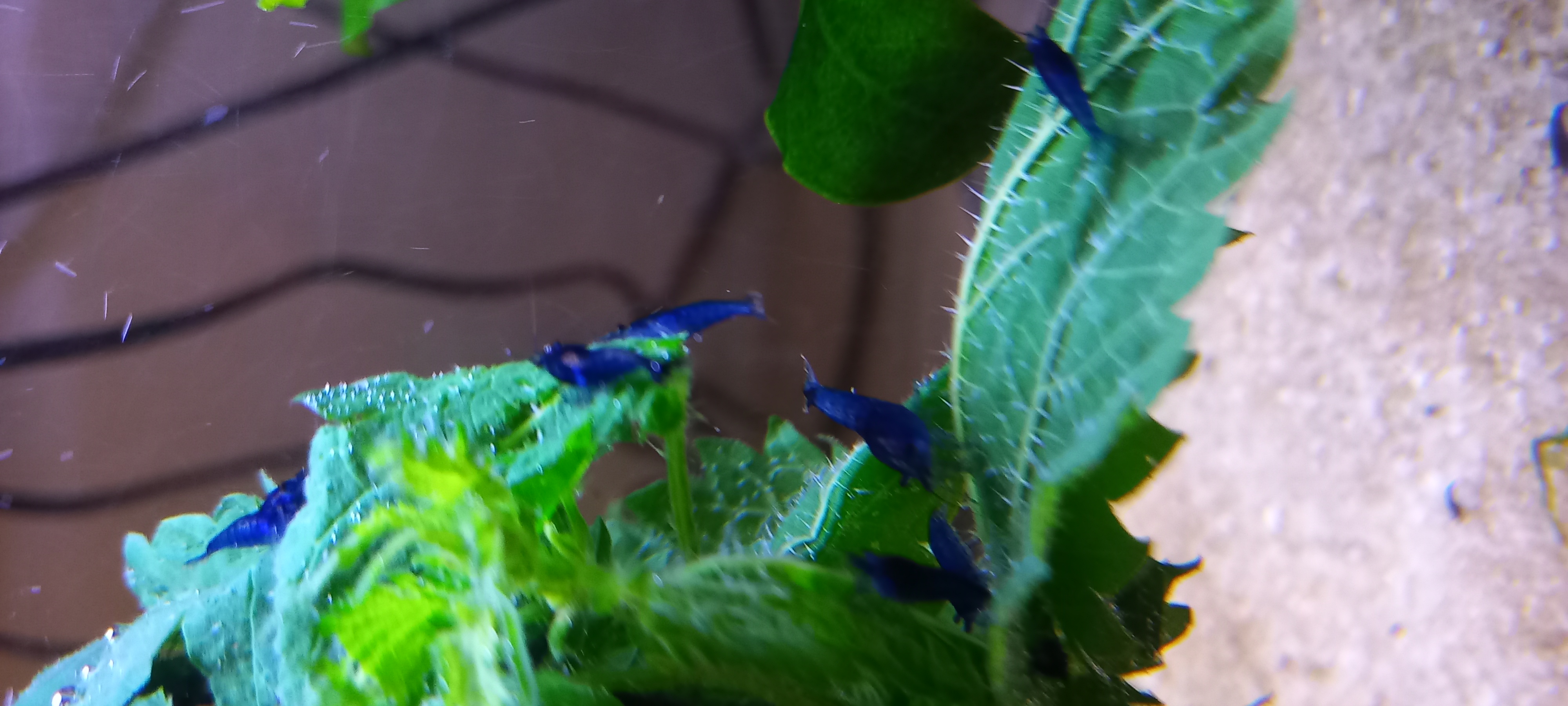 CREVETTE BLUES DREAMS 3 37270 Ath�e-sur-cher