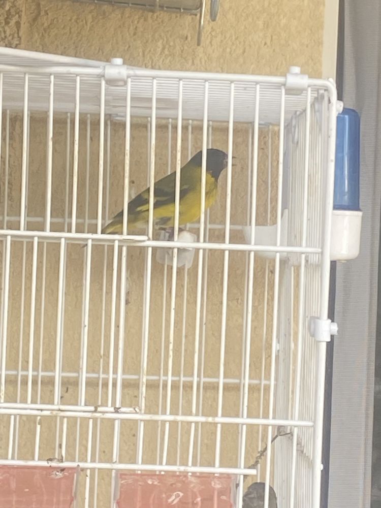 Tarin de Magellan 75 33510 Andernos-les-bains