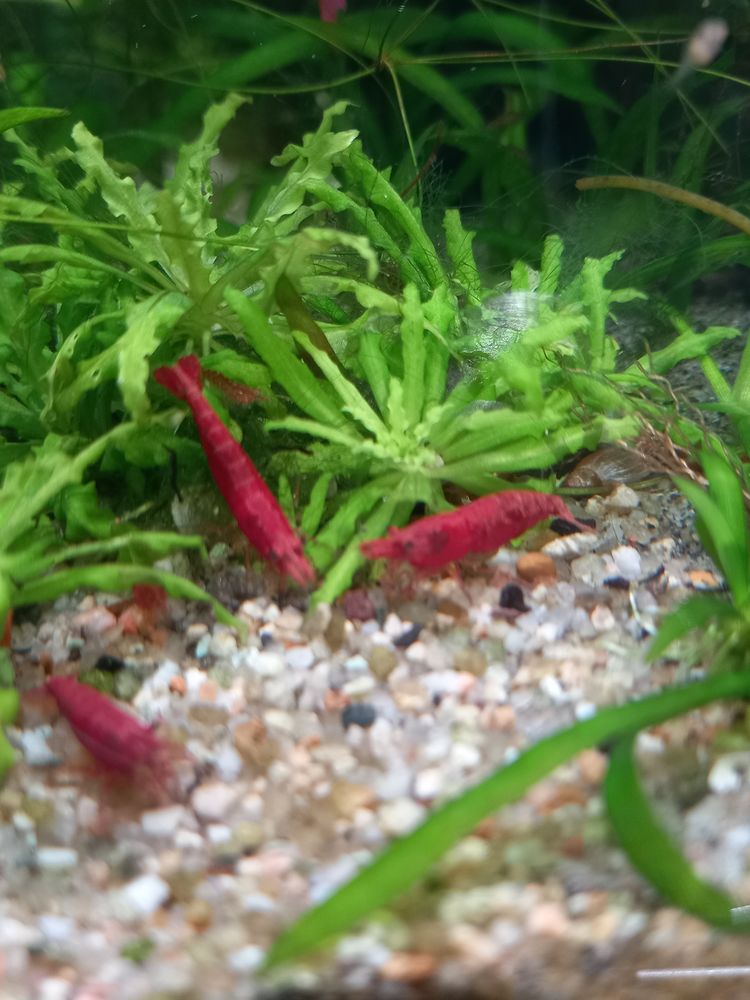 Cevettes red cherry pour aquarium 15 94310 Orly