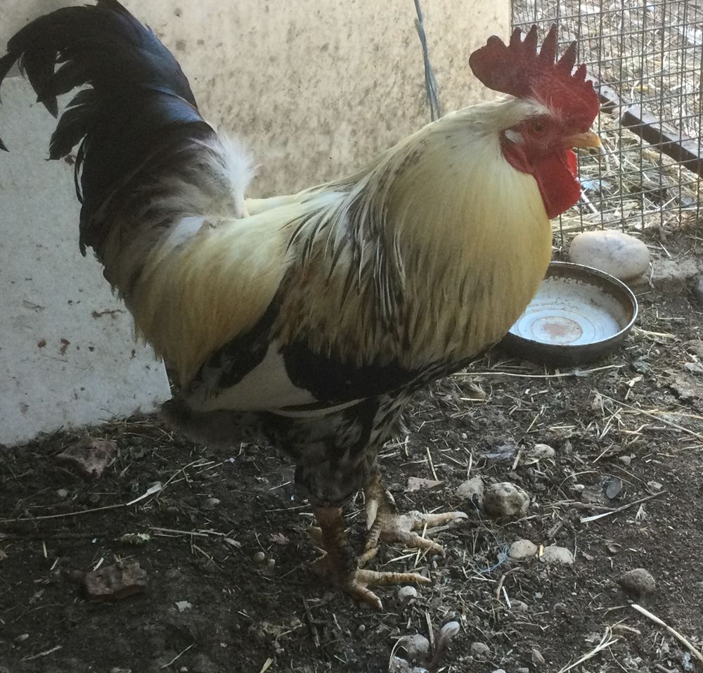 Beau coq de ferme 25 26700 La garde-adh�mar
