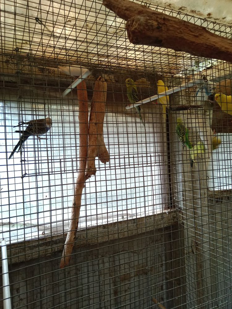 Perruches ondul&eacute;es 10 56350 Rieux