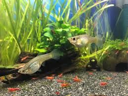 Crevettes Red Cherry 
1 85130 La gaubreti�re