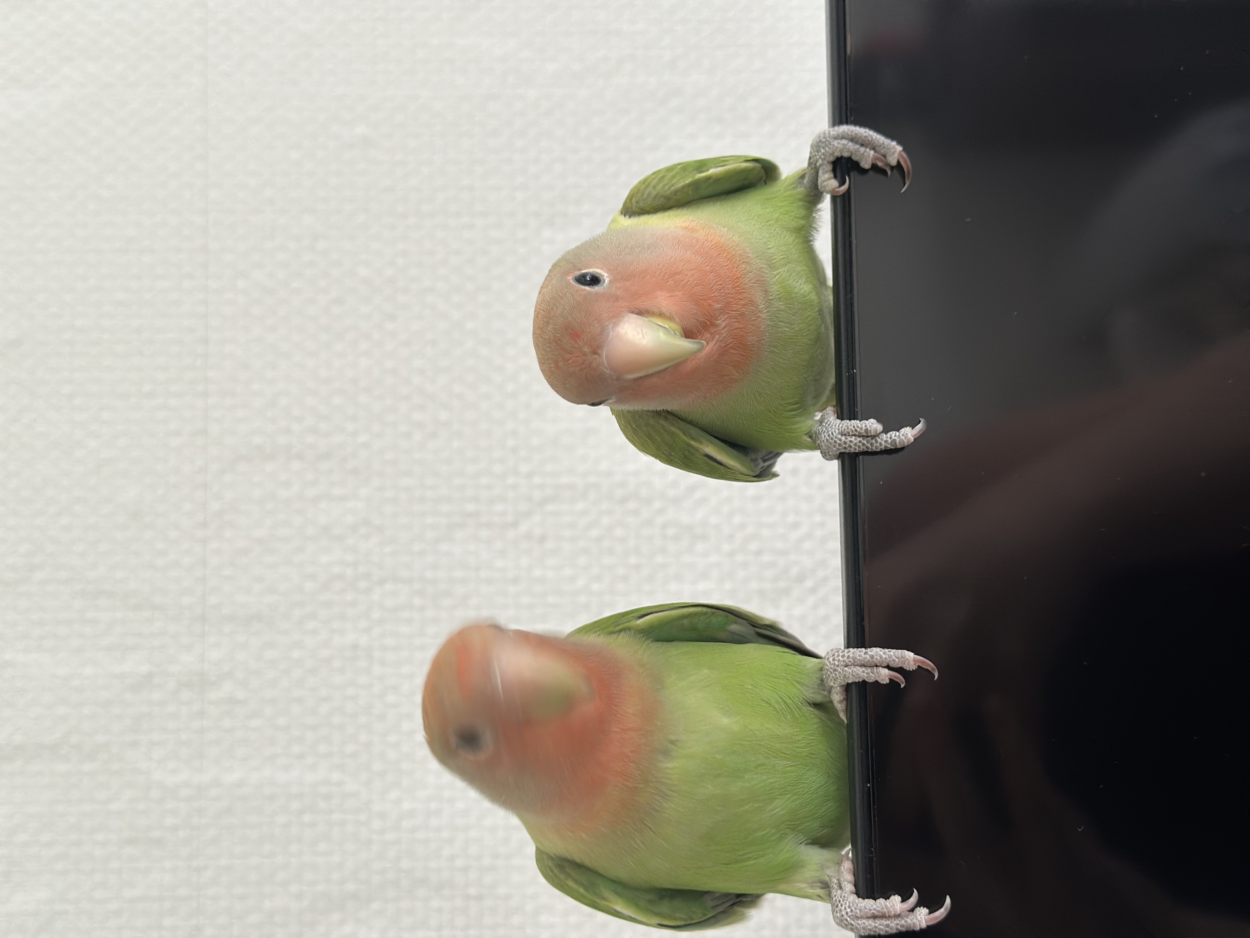 couple d'ins&eacute;parables 170 93150 Le blanc-mesnil