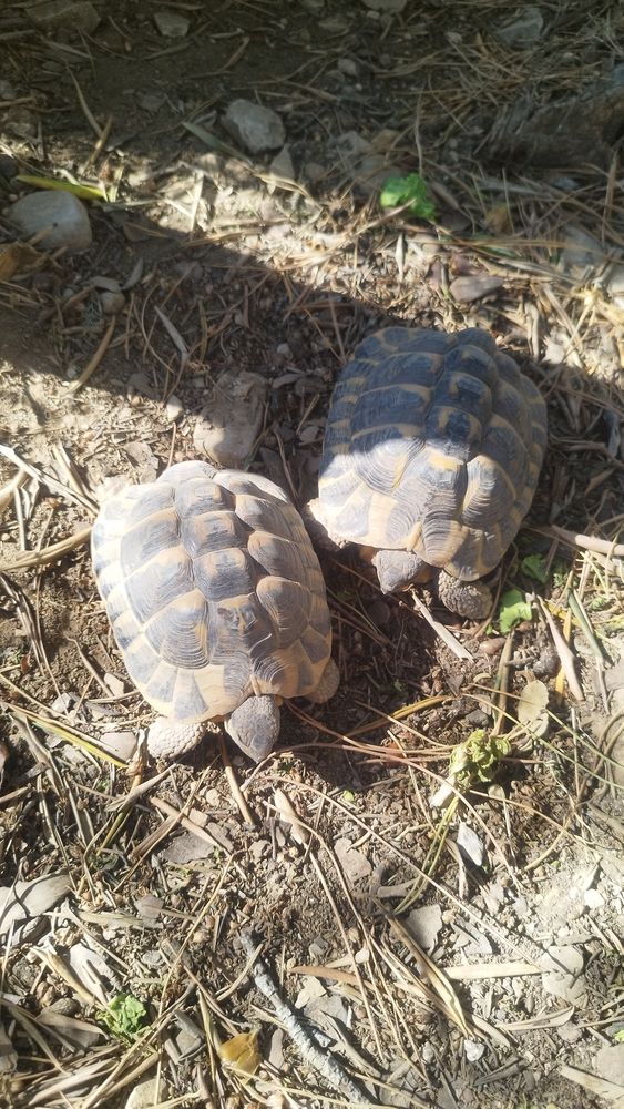 Tortue de terre 80 30320 Marguerittes