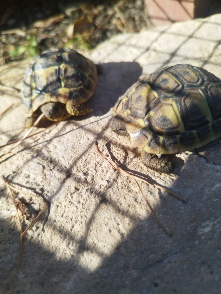 b&eacute;b&eacute;s tortues de terre 35 30320 Marguerittes