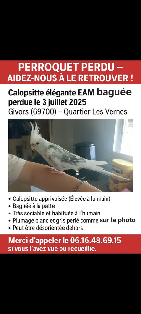 Perdue calopsitte 0 69700 Givors