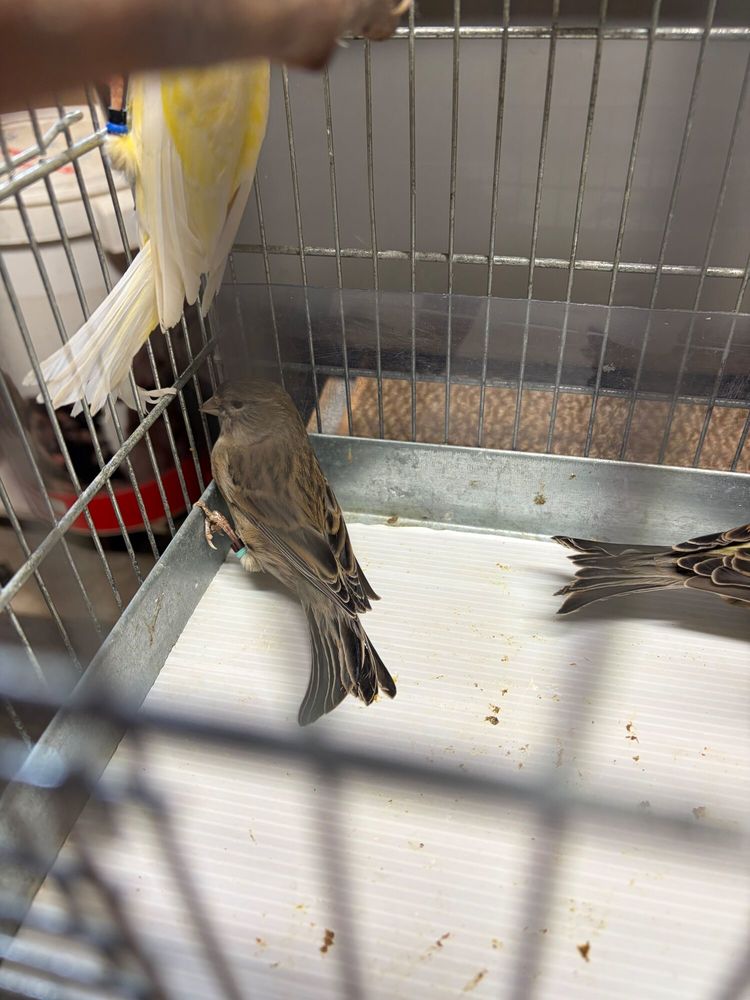 CANARIS 15 71390 Messey-sur-grosne