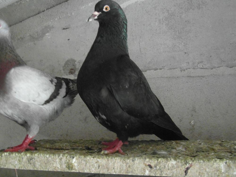 pigeons hubbel n&eacute;s en 2024/2025. 15 18100 Vierzon