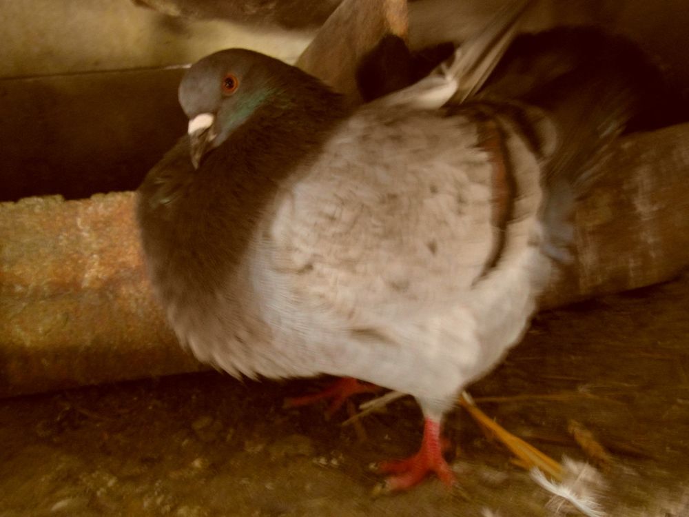 pigeons silver king n&eacute;s en 2024/2025. 15 18100 Vierzon