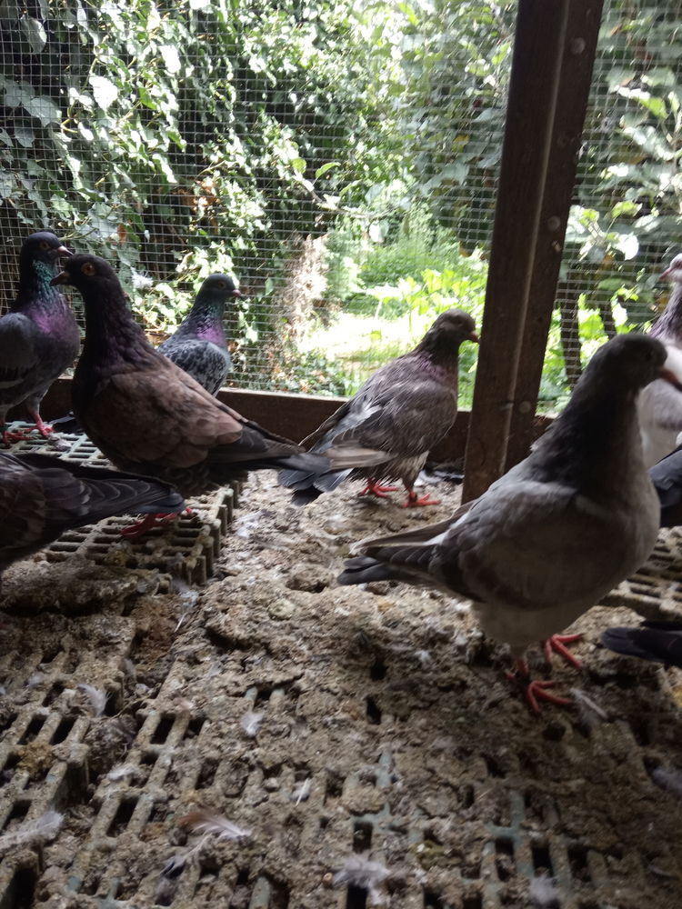 pigeons &agrave; manger. belles portions. 8 18100 Vierzon