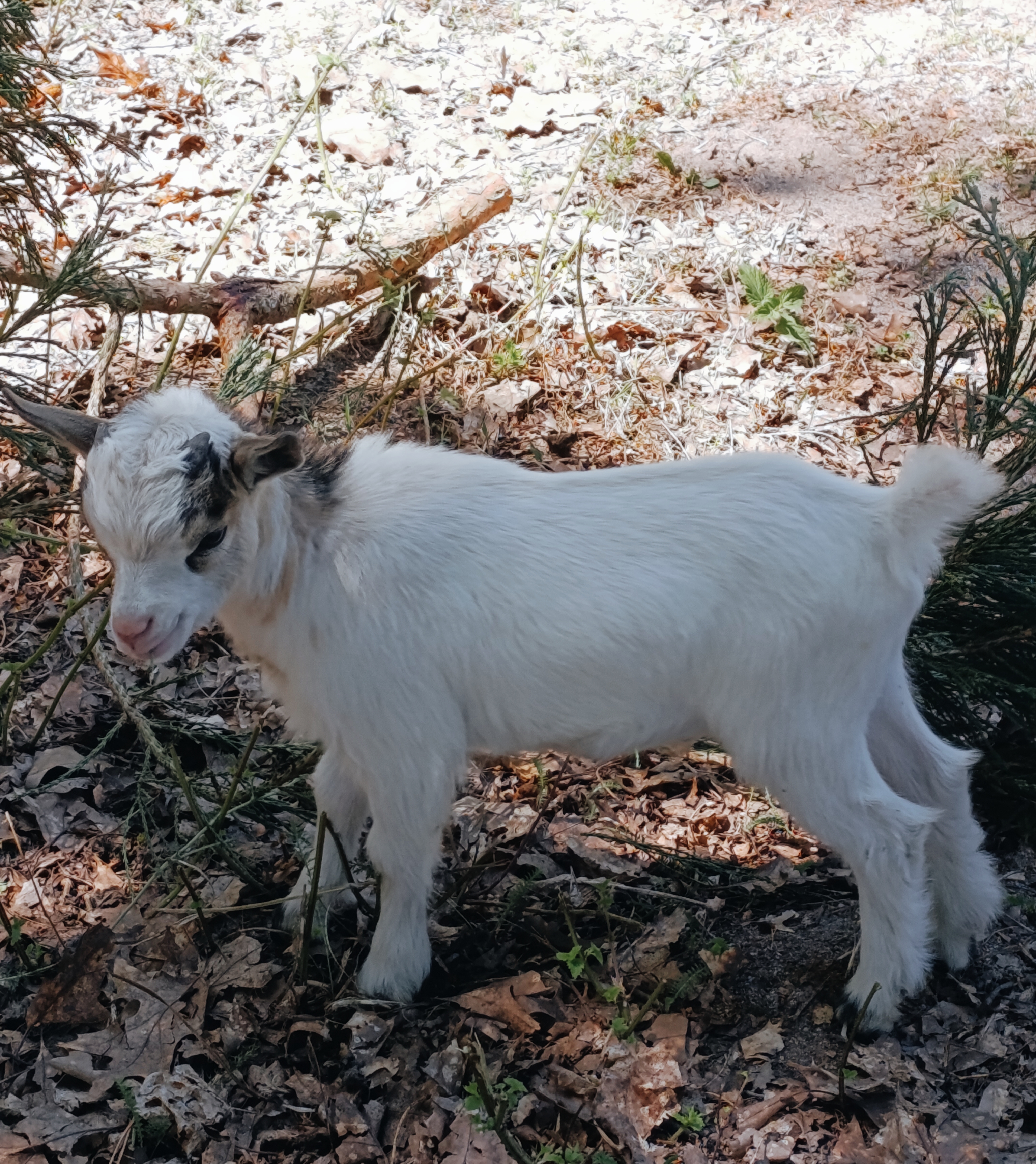 B&eacute;b&eacute;s boucs nains 100 45290 Langesse