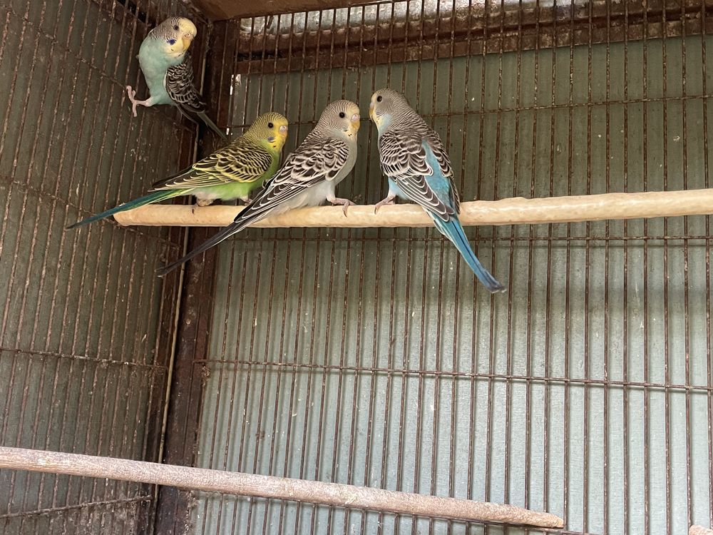 Perruches  ondul&eacute;es diff&eacute;rentes couleurs. Sont &agrave; l  ext&eacute;rieu 7 79000 Niort