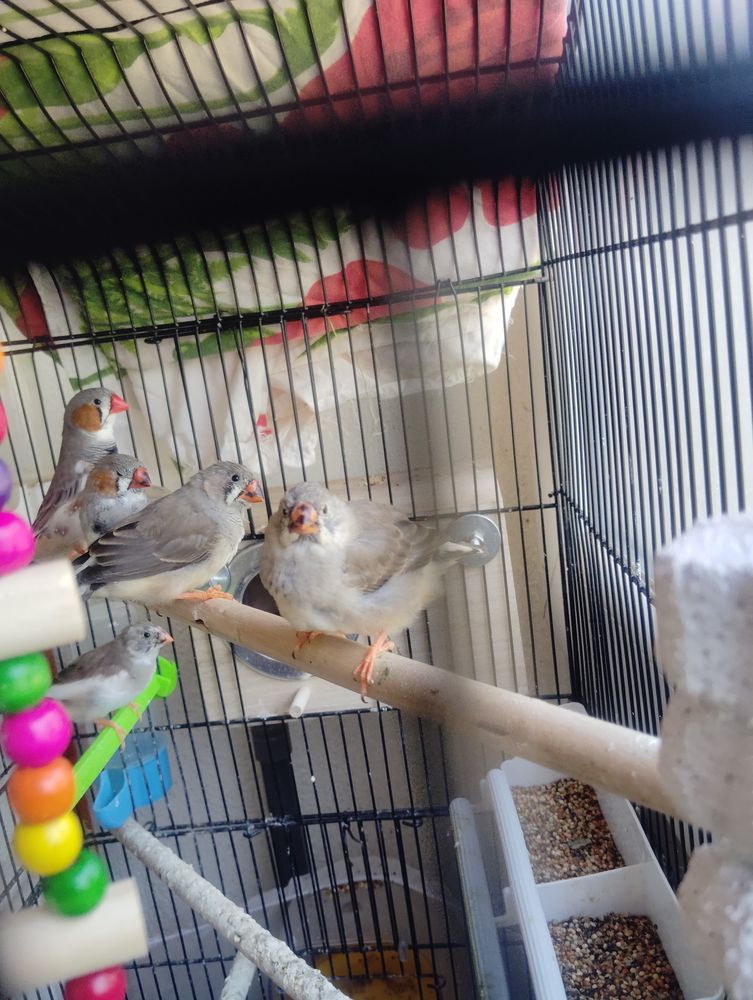 B&eacute;b&eacute;s+mandarins+diamant 10 44100 Nantes