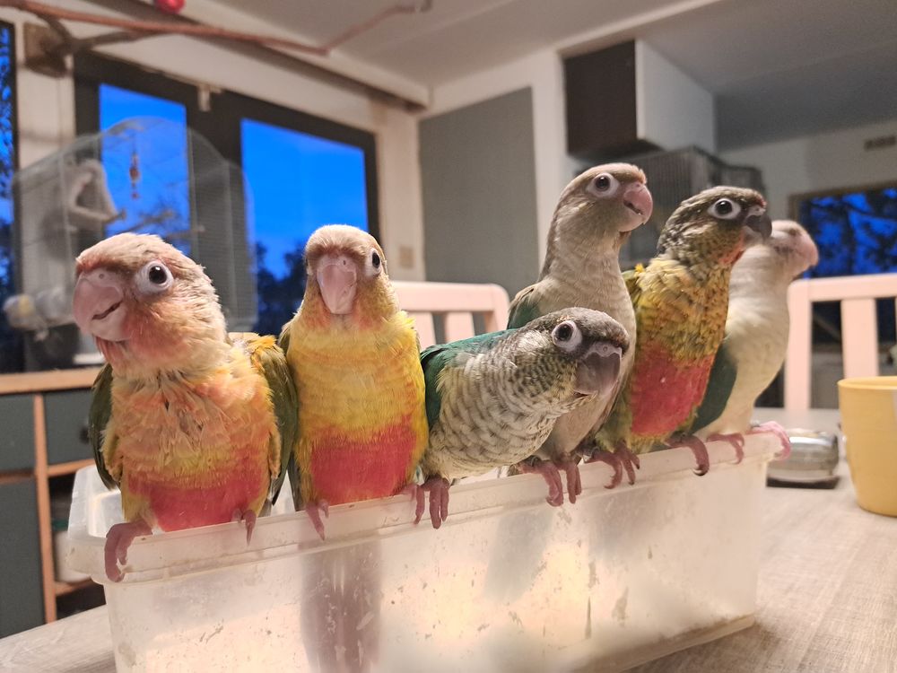 Conure molinae 150 66480 Maureillas-las-illas