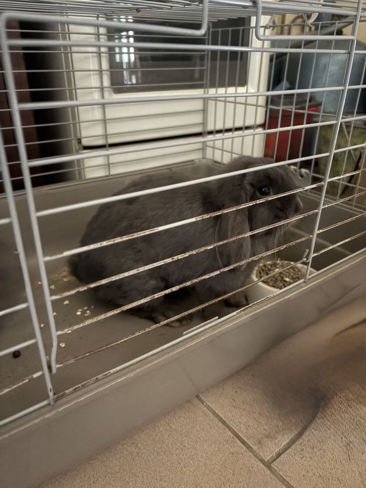 Lapin nain b&eacute;lier 30 28260 Anet