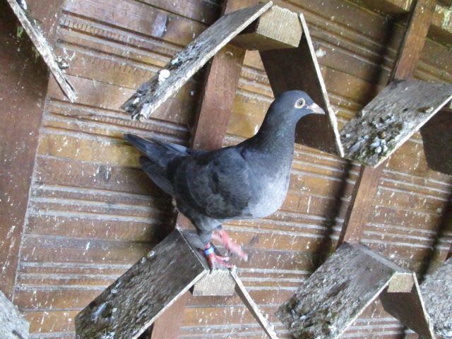 PIGEON TEXAN 12 60170 Dreslincourt