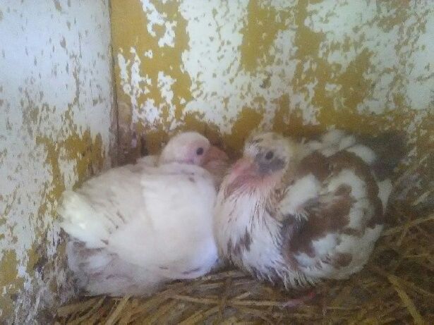 PIGEON DE CHAIR 10 52800 Nogent