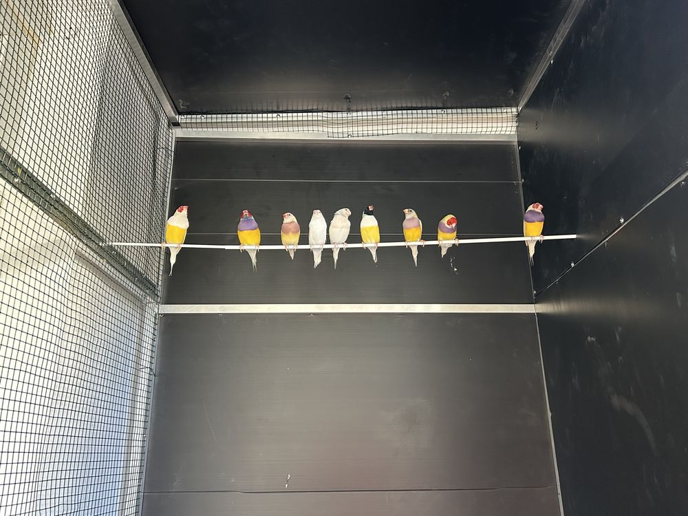 Diamant de gould 45 78190 Trappes