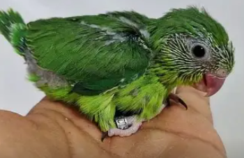 ? Tou&iuml; c&eacute;leste &eacute;lev&eacute; &agrave; la main 170 28000 Chartres