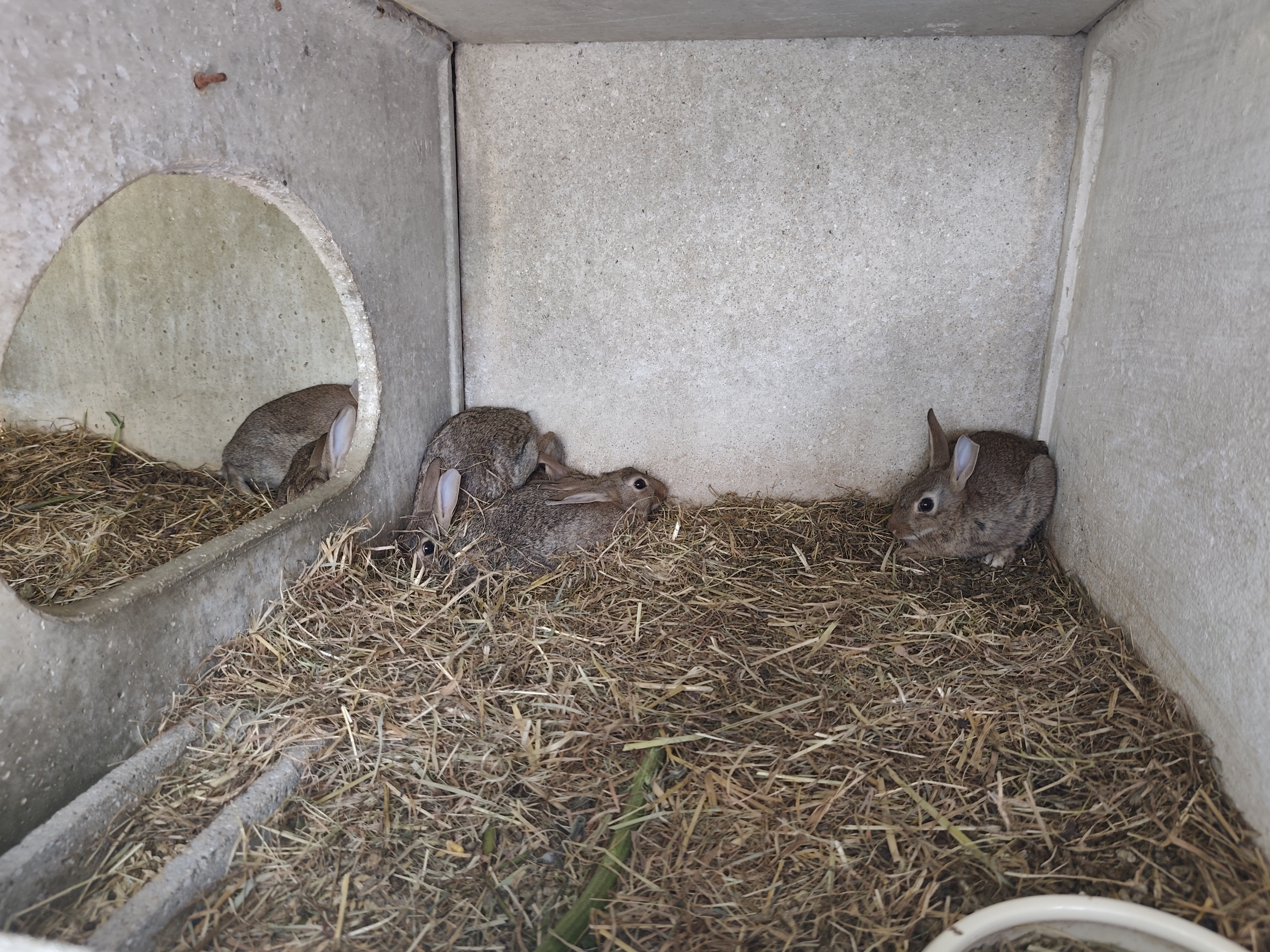 15 Lapins de garenne disponible 14 59226 Lecelles