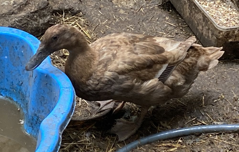 Un couple canards Khaki Campbell magnifiques 50 84300 Cavaillon