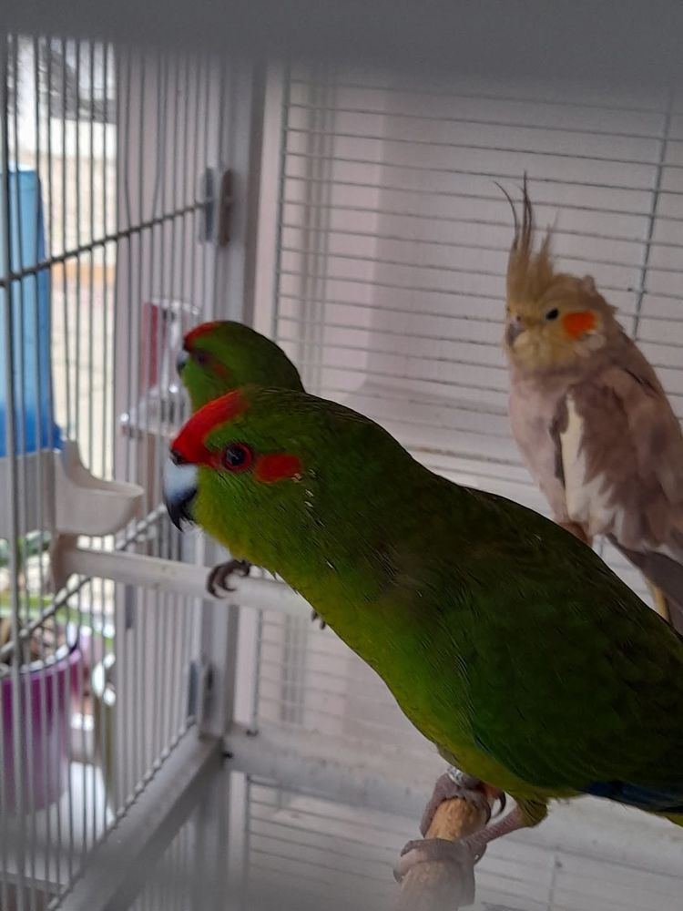  kakariki  et calopsittes 30 76940 La mailleraye-sur-seine