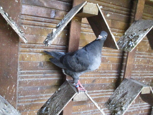 PIGEON TEXAN 422679 60170 Dreslincourt