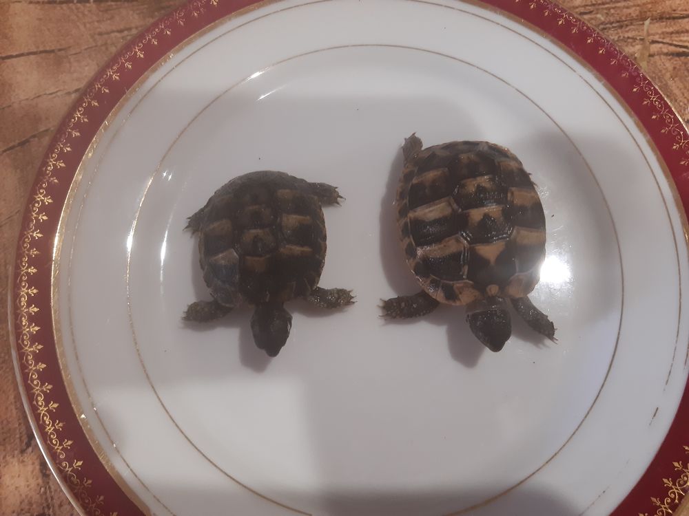 bb 2025 60 83470 Saint-maximin-la-sainte-baume