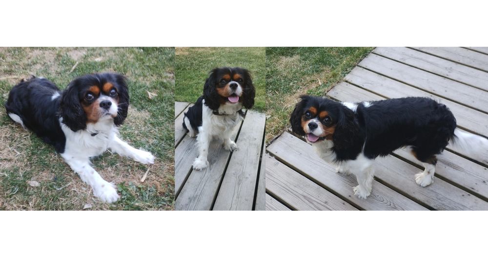 Saillie Cavalier king charles 0 56270 Ploemeur