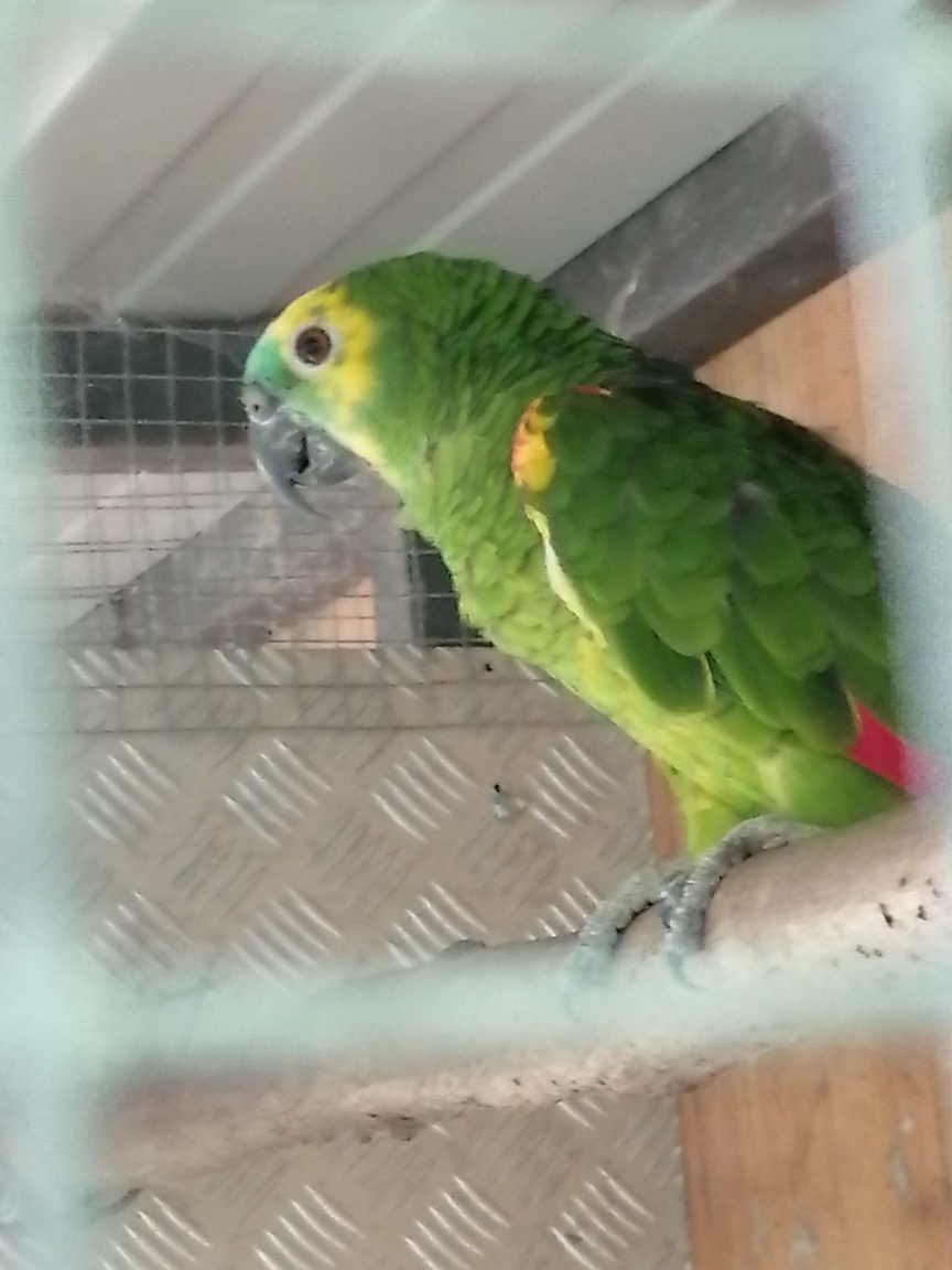 AMAZONE front bleu m&acirc;le 550 33710 Mombrier