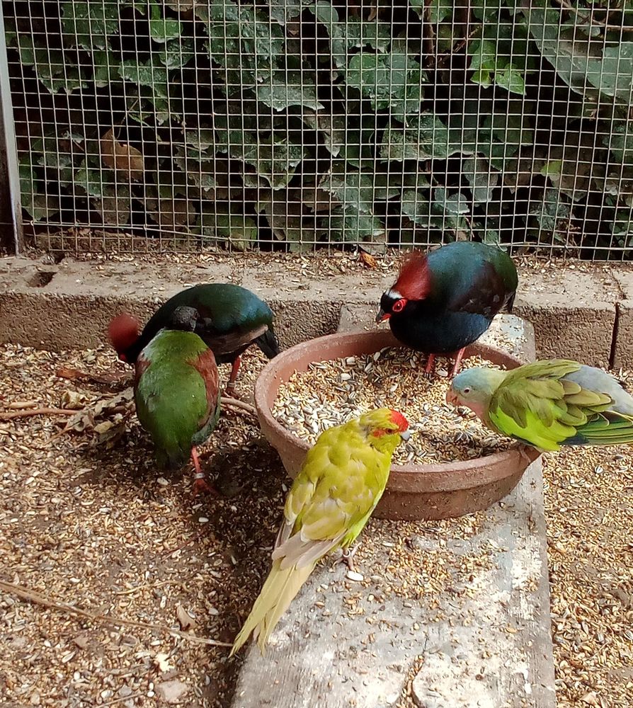 oiseaux roulroul couronne 100 11100 Narbonne