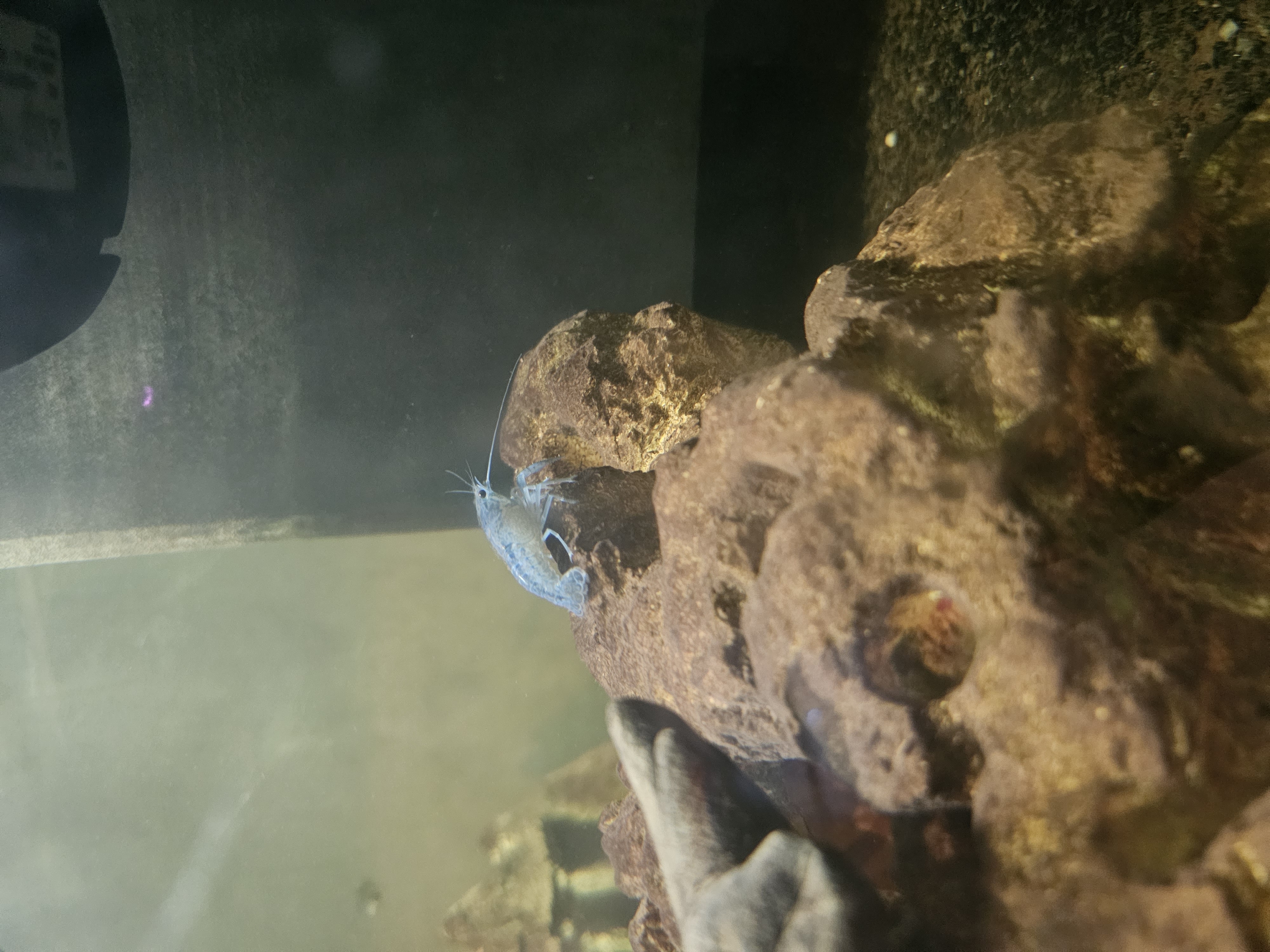 &eacute;crevisses bleu de Floride 12 67100 Strasbourg