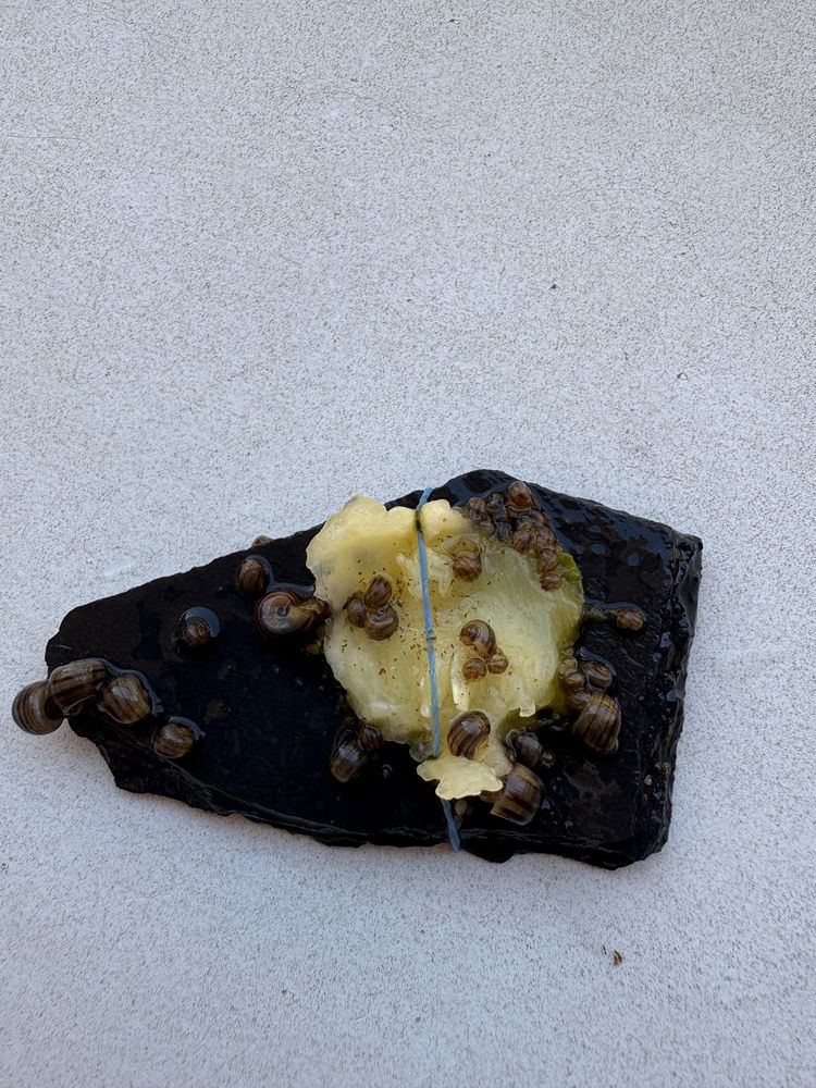 Escargots aquarium 2 13014 Marseille