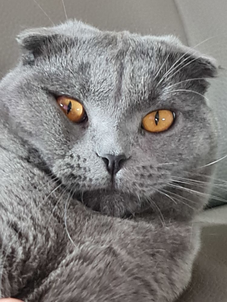 CHAT male POUR SAIL    400 euro Tel.. 300 26260 Saint-donat-sur-l'herbasse