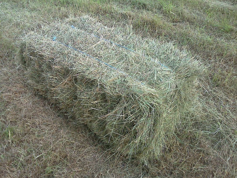 Petites bottes foin bio 2 56880 Ploeren