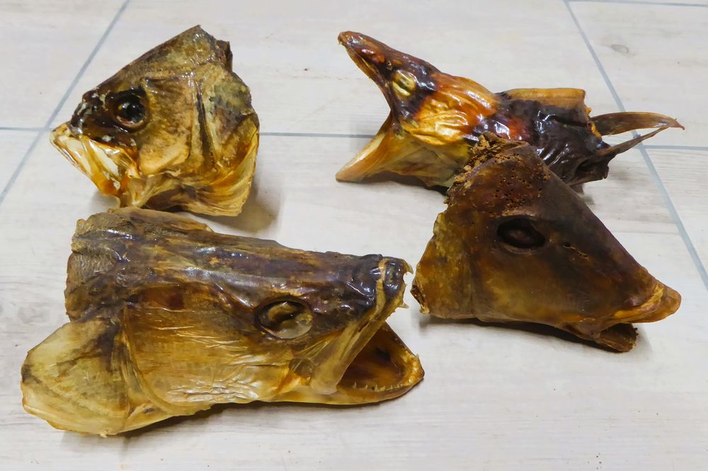 Cabinet de curiosit&eacute;s - Poissons naturalis&eacute;s 25 44250 Saint-brevin-les-pins