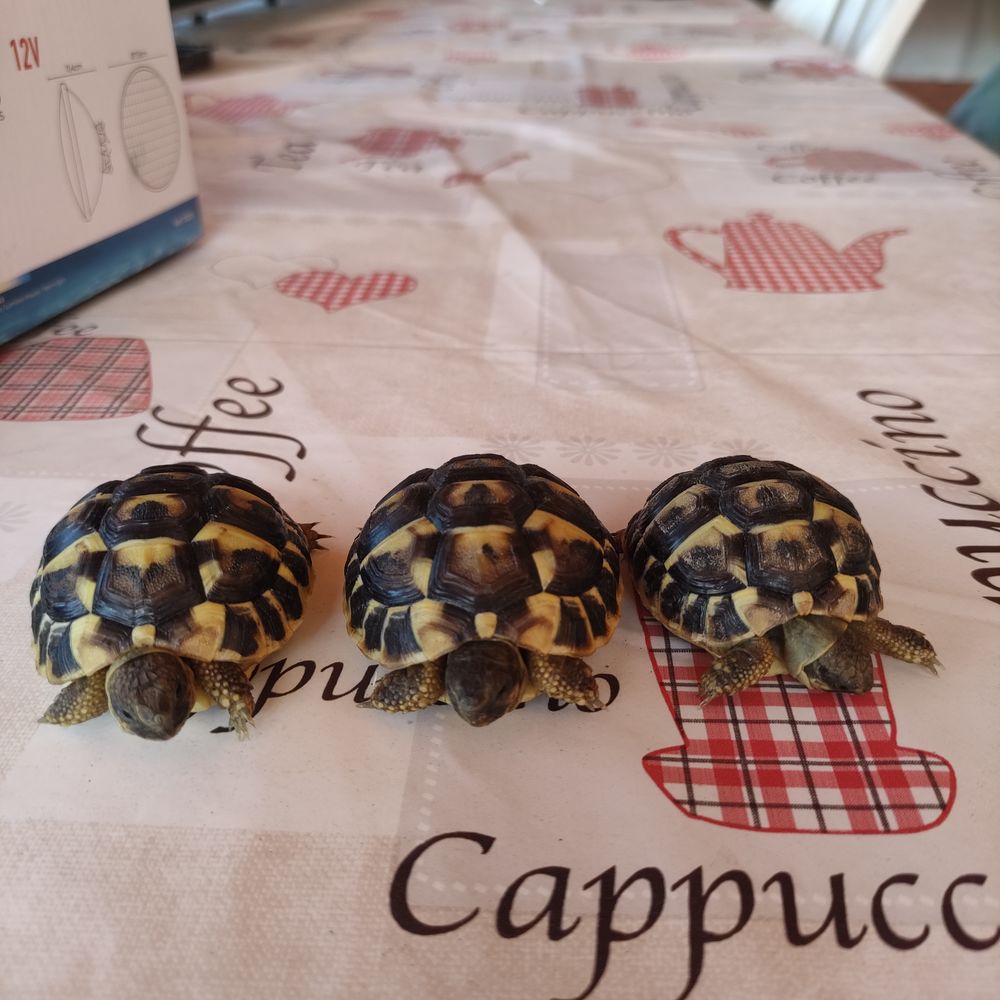 Tortue de terre HH 60 30320 Saint-gervasy