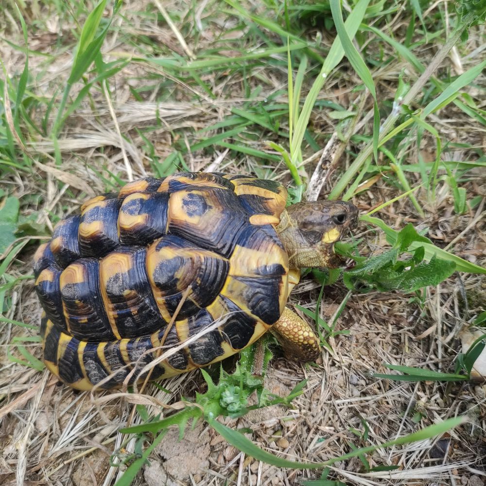 Tortue de terre HH 170 30320 Saint-gervasy