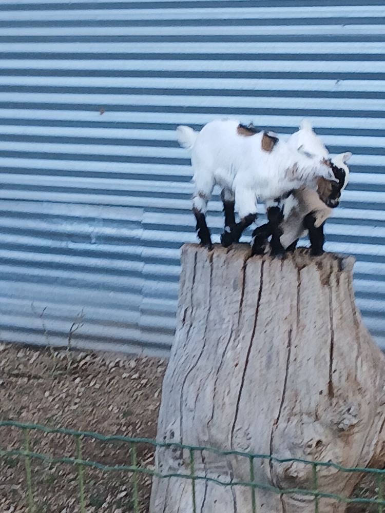 Vendre bique 150 37370 Bueil-en-touraine