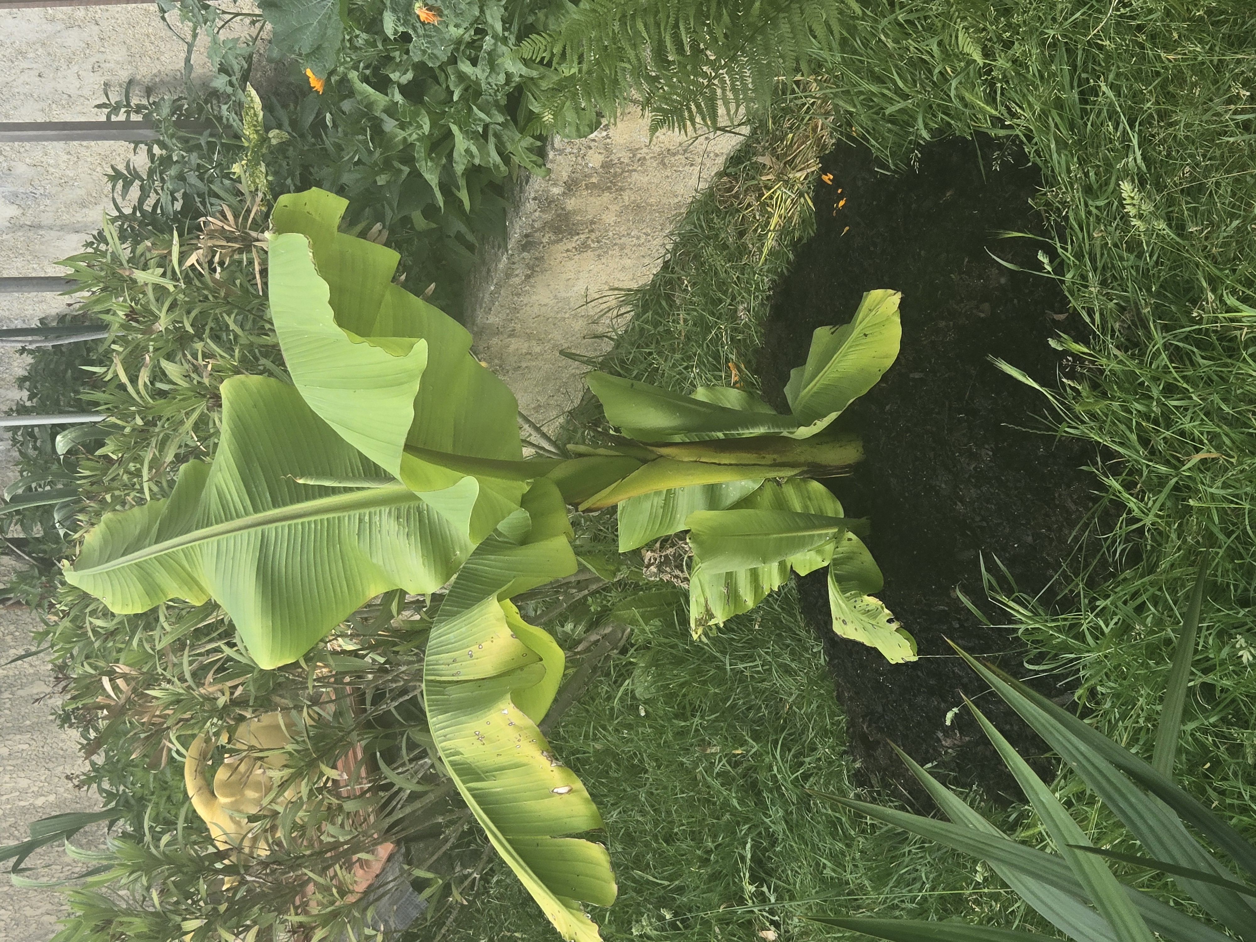 Prend votre tortue pour lui apporter une belle vie 75 0 77500 Chelles