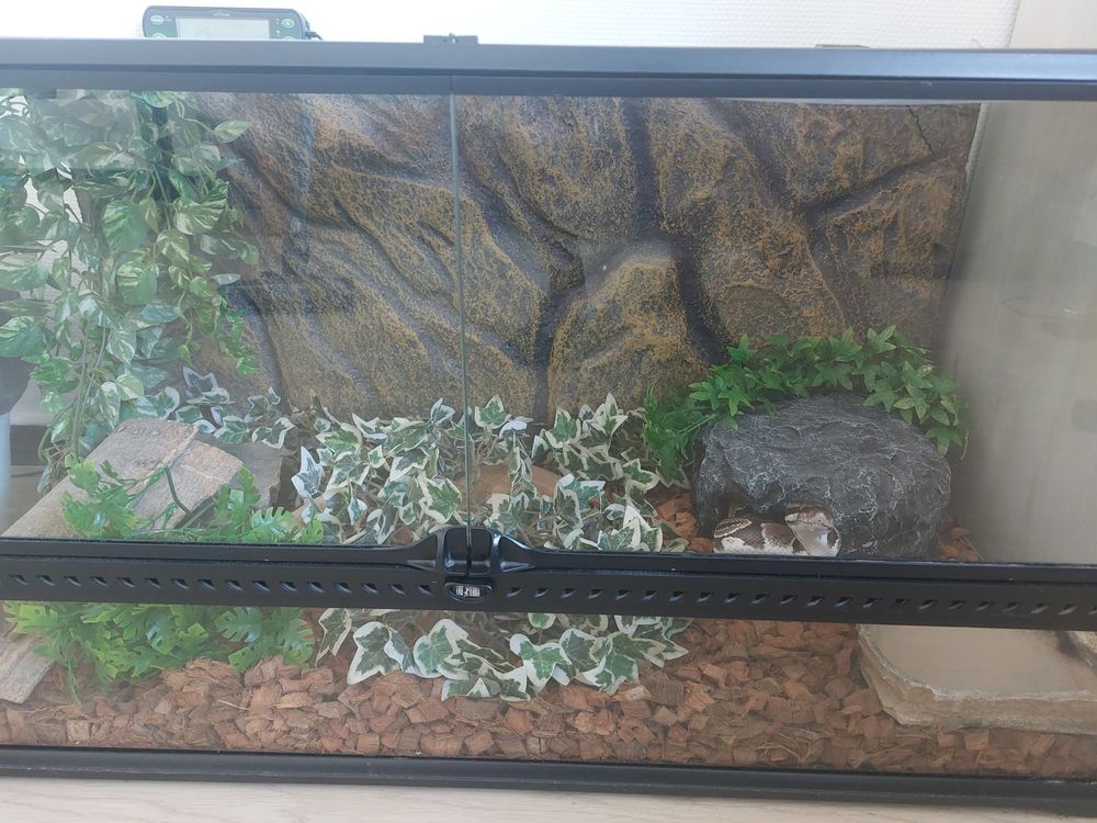 Serpent avec terrarium et &eacute;quipements 225 34990 Juvignac