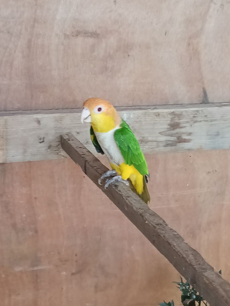 Ca&iuml;ques t&ecirc;te orange 
400 44190 Clisson